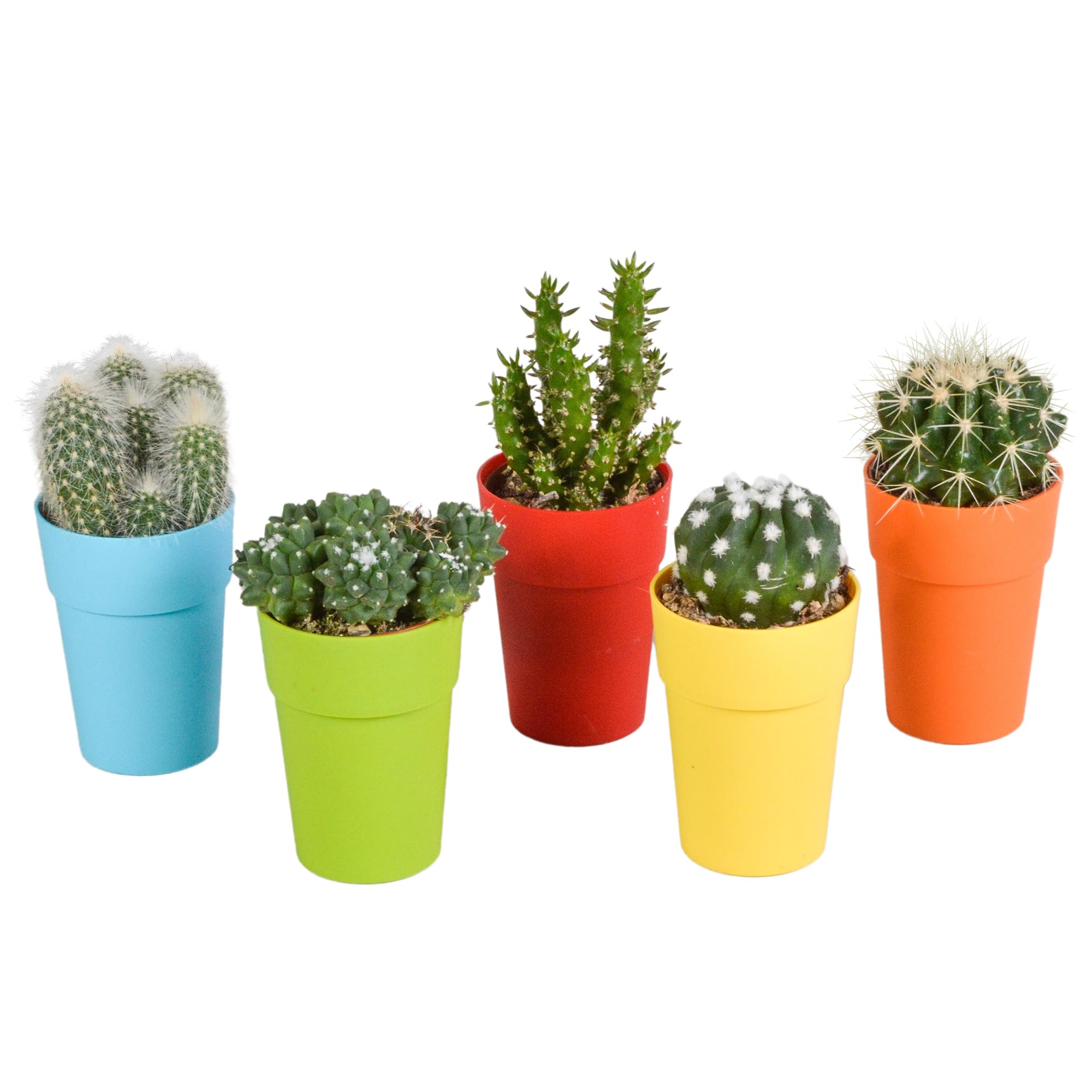 Mix di Cactus in Vaso di Plastica con Piedini, Set da 5 Pezzi, 5.5 cm