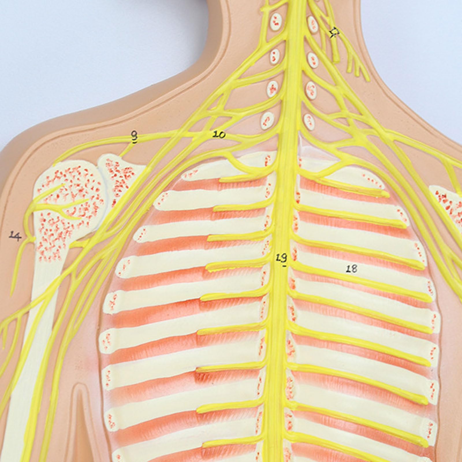 Modelo del Sistema Nervioso Humano, Anatomía Cerebral, Nervios Espinales, Modelos Anatómicos del Esqueleto, Herramienta De Enseñanza Médica, Equipo Educativo.
