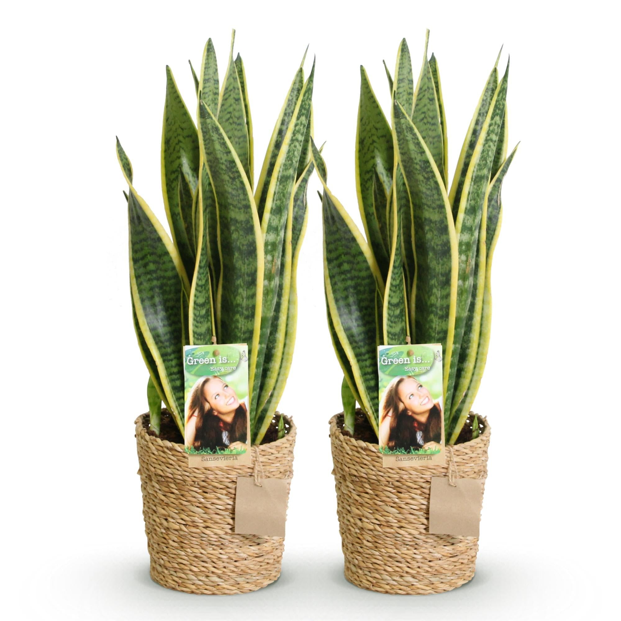 Green boutiQ - Zimmerpflanzen - Sansevieria Laurentii - Schwiegermutterzunge - Pflegeleicht - mit Korb - Grün - Gelb - 2 Pflanzen - Topf 17cm - Höhe 60-70cm