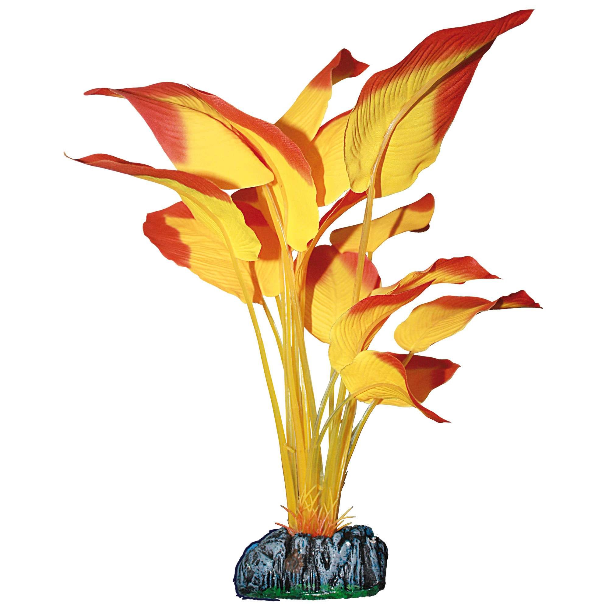 ICA AP1182 Anubias de Aquatic Plants Seda