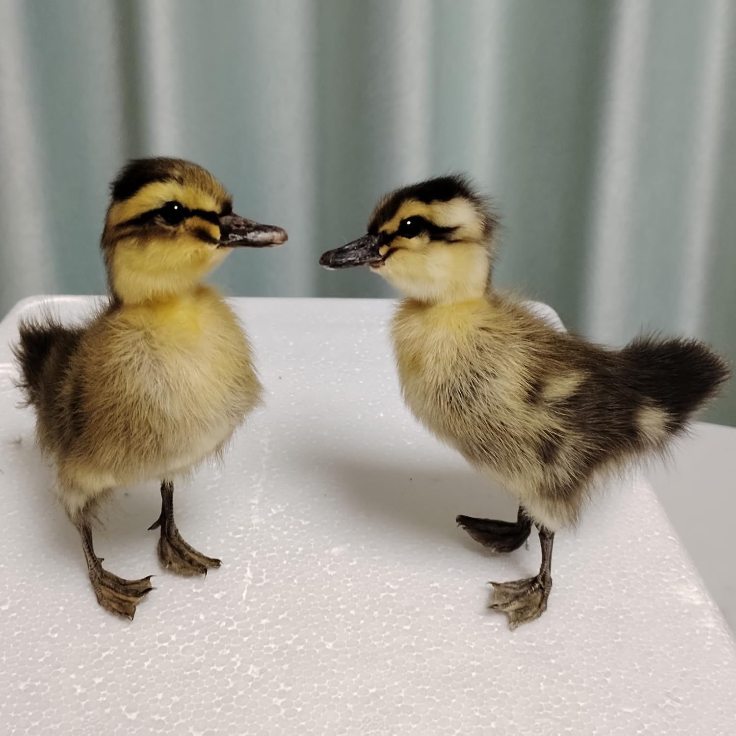 Real Duckling Taxidermy, Stuffed Duck Specimen, Pefect for Collection Home Decor, for Kids (Gray Duckling)