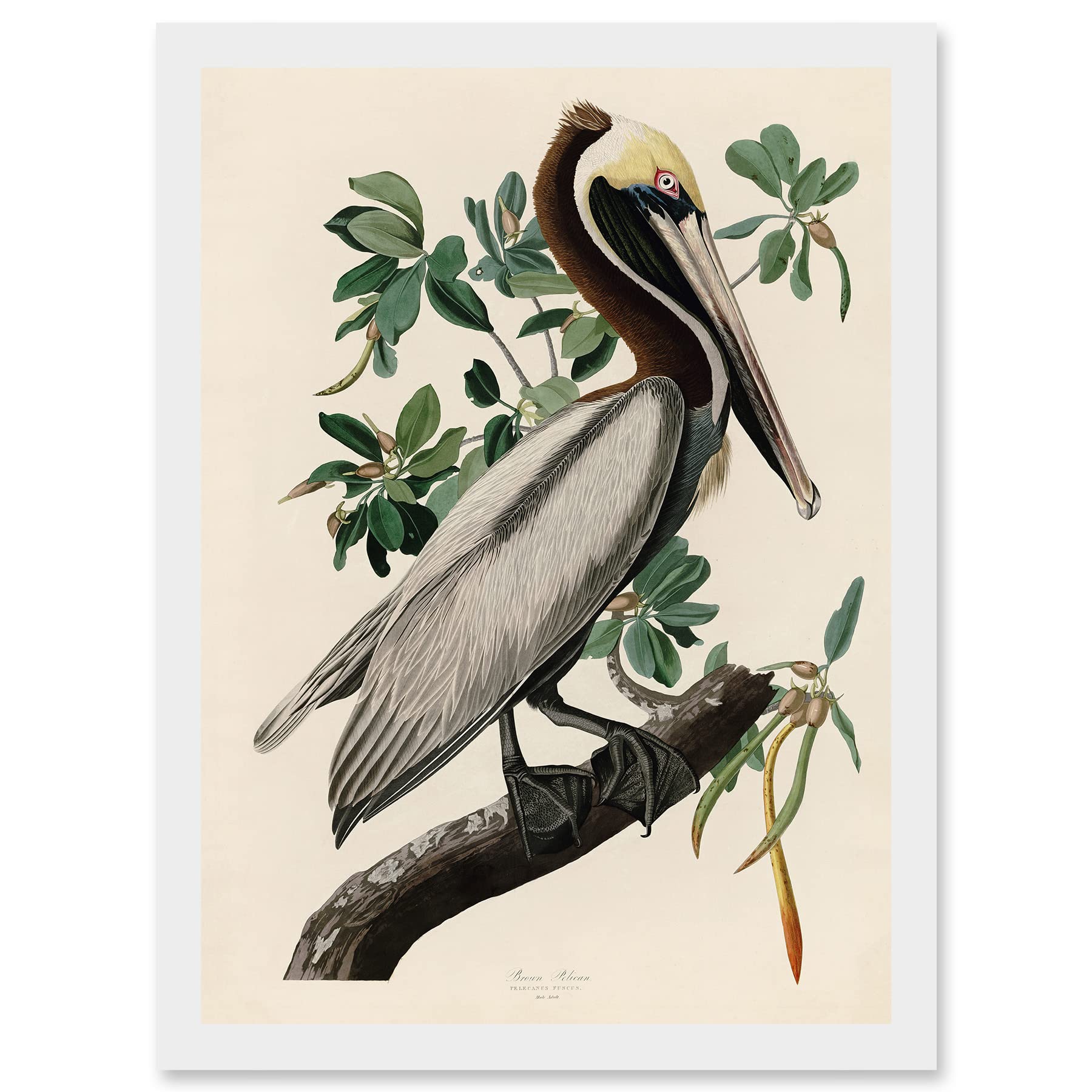 Audubon Birds America Brown Pelican Framed Wall Art Print A4