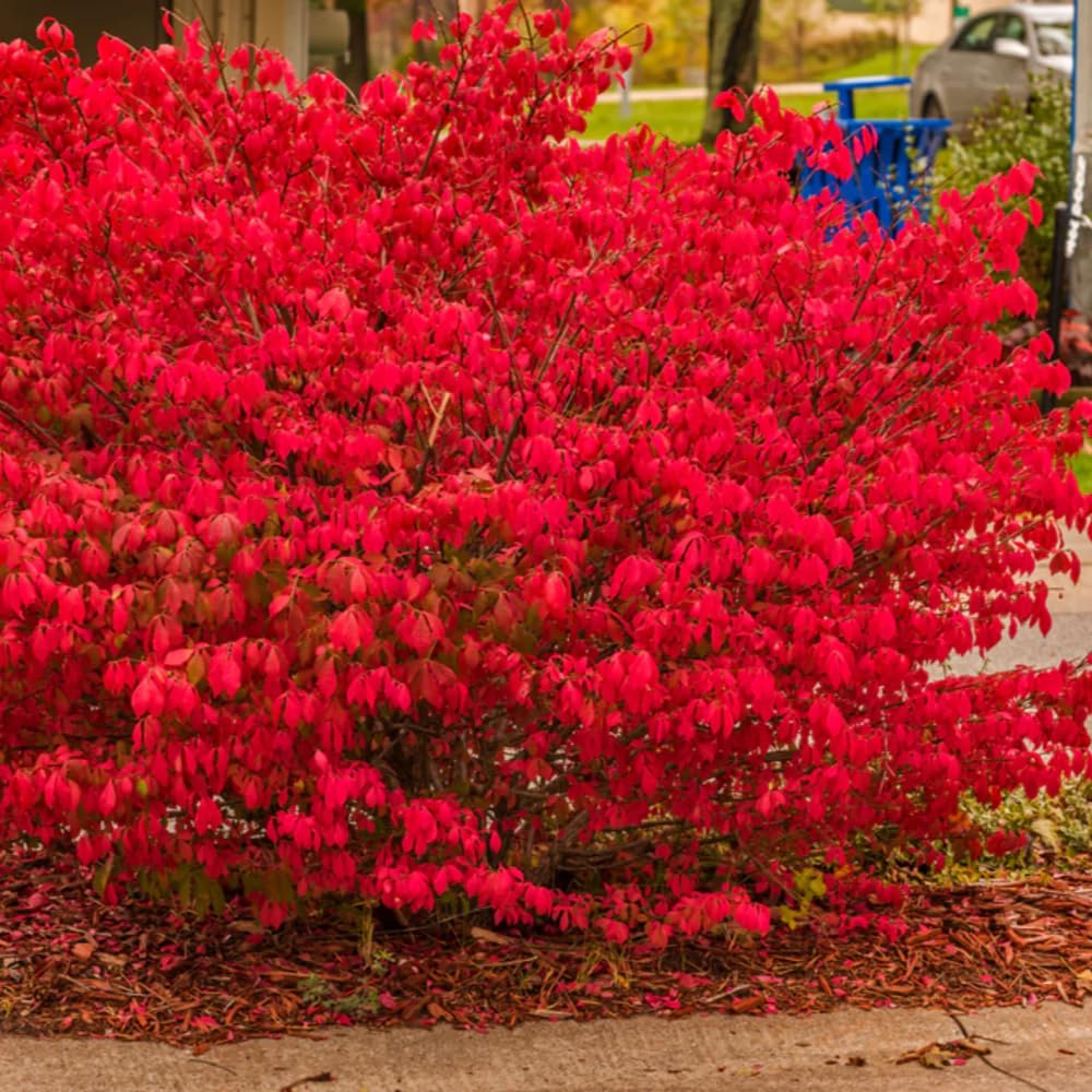 Amazon.com : 5 Red Burning Bush Live Plants 4 to 10 Inches