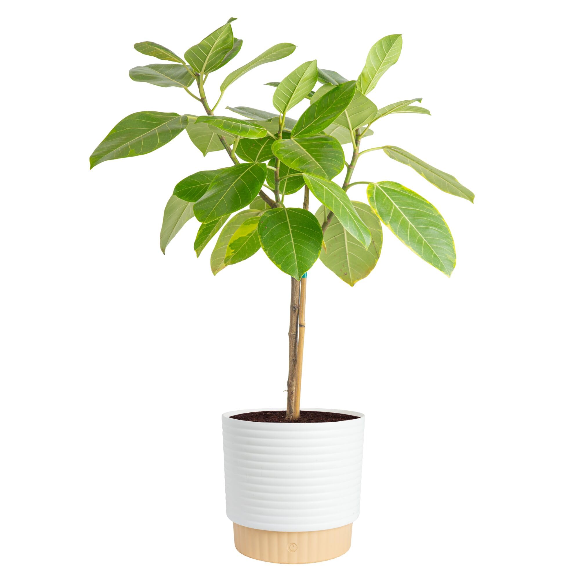 Costa Farms Ficus Audrey, Live Indoor Plant, Easy Care, Home Decor