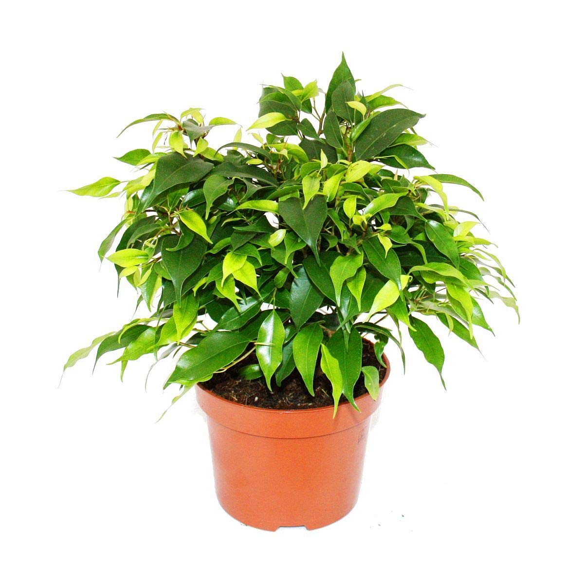 Exotenherz - Piante da interni e piante verdi facili da pulire, purificano l'aria in vaso da 10 – 12 cm (set -Dieffenbachia Chamaedorrea-Dracaena