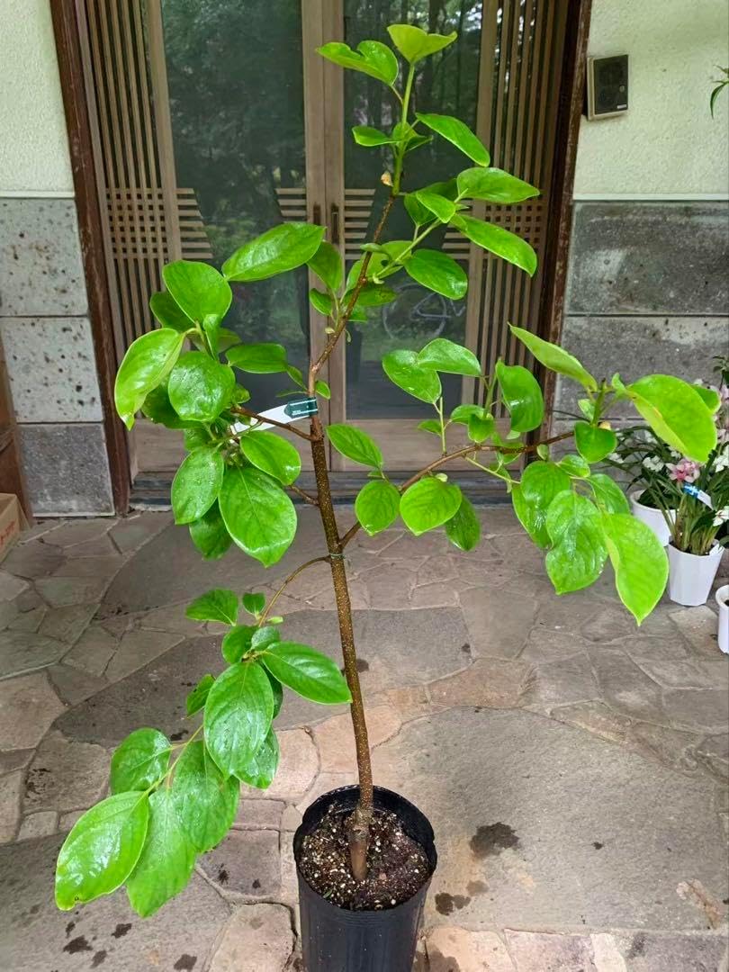 無農薬 富有柿 苗木 果樹 無農薬 富有柿 苗木 果樹 果樹苗 カキ 苗木 <