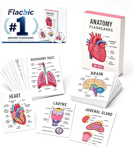 Human Anatomy Flashcards - 30 Pieces, Visual Study Aid