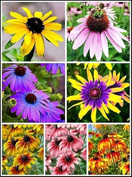 5g Mixed Black Eyed SusanThunbergia Alata Seeds Flowers Garden Decor