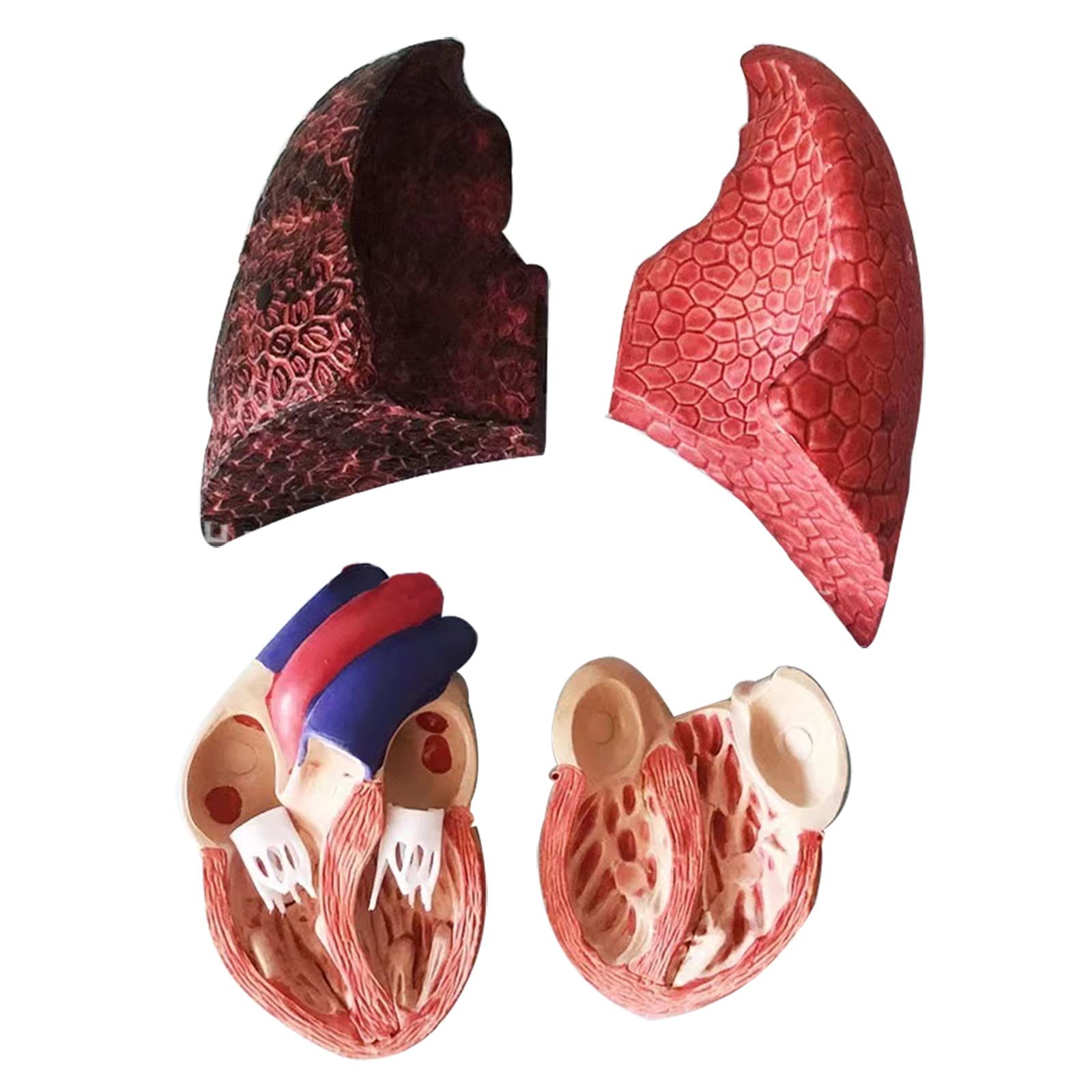 Life Size Respiratory System Model Life Size Human Lung Anatomy Model ...