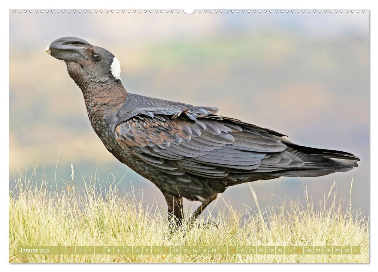 Rabenvögel: Schwarz, schlau, schön (hochwertiger Premium Wandkalender 2026 DIN A2 quer), Kunstdruck in Hochglanz: Rabe, Krähe, Elster: viel schlauer als Ihr Ruf (CALVENDO Tiere)