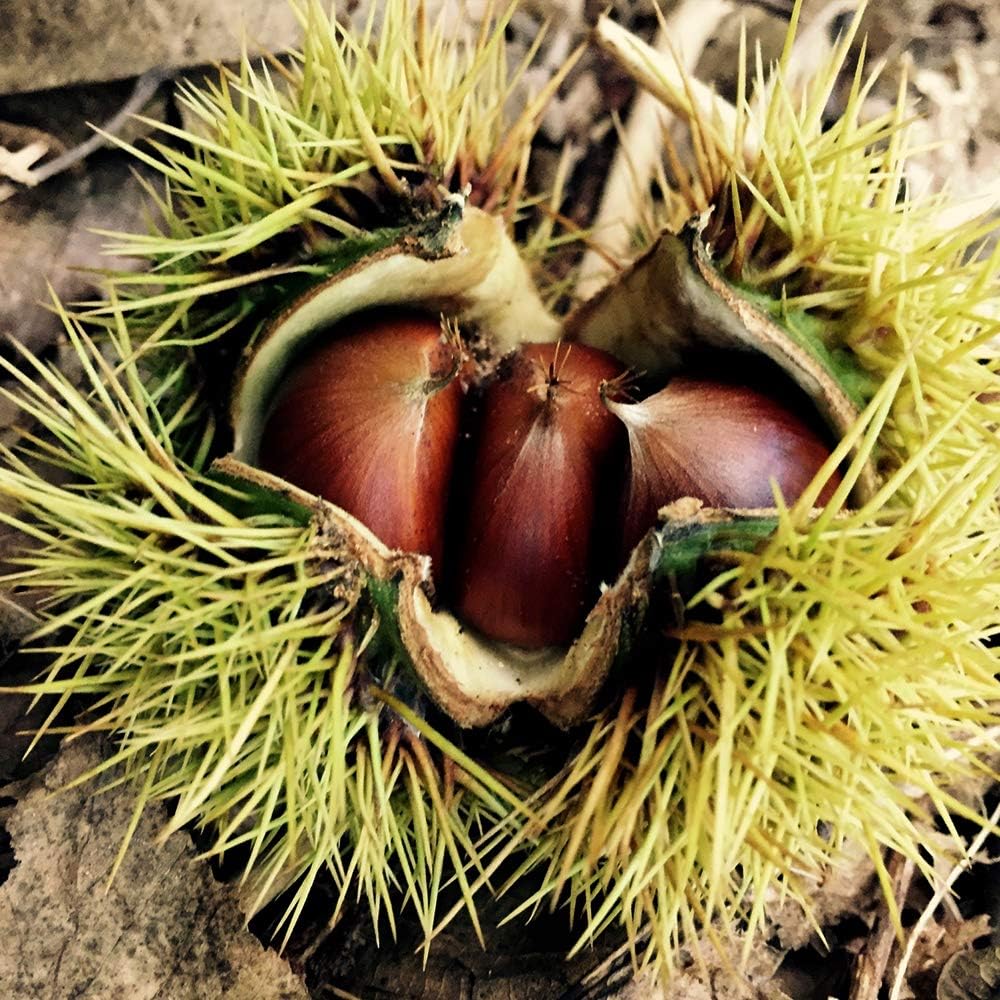 2022年発芽の栗の苗木10本/大粒/幼木/植木/庭木/盆栽/筑波/