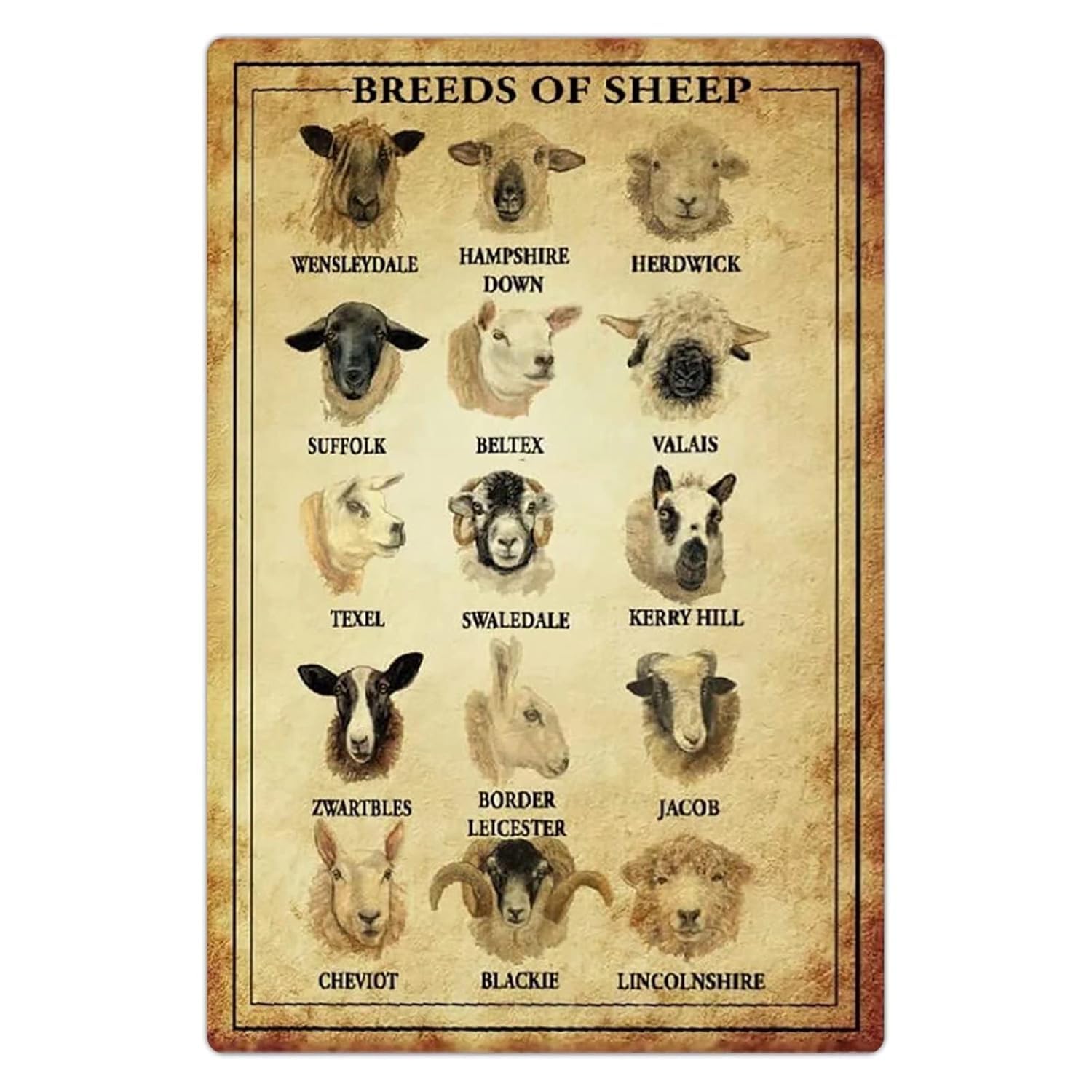 Smazdfxx As Pic Breeds Of Sheep Metal Tin Signs Sheep Knowledge Retro Posters Ranch Infographic Plaque Decoration Herders Home Farmhouse Wall Decor 8X12inch