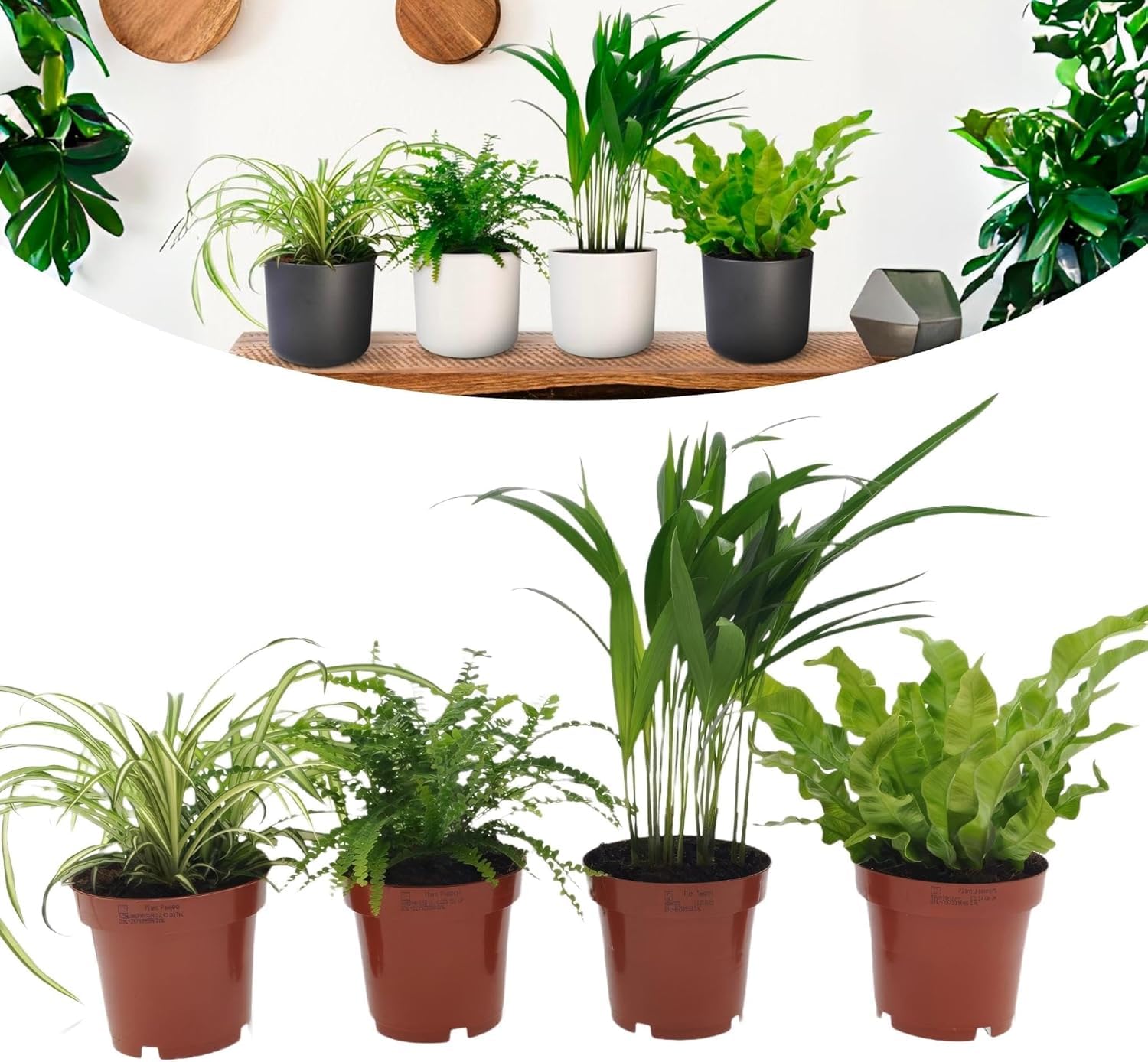 Happy Plants Plantes d'intérieur purificatrices d'air avec pot - 4 pièces plantes vertes