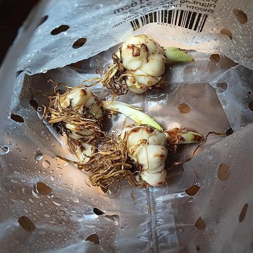 ubuy Benin
