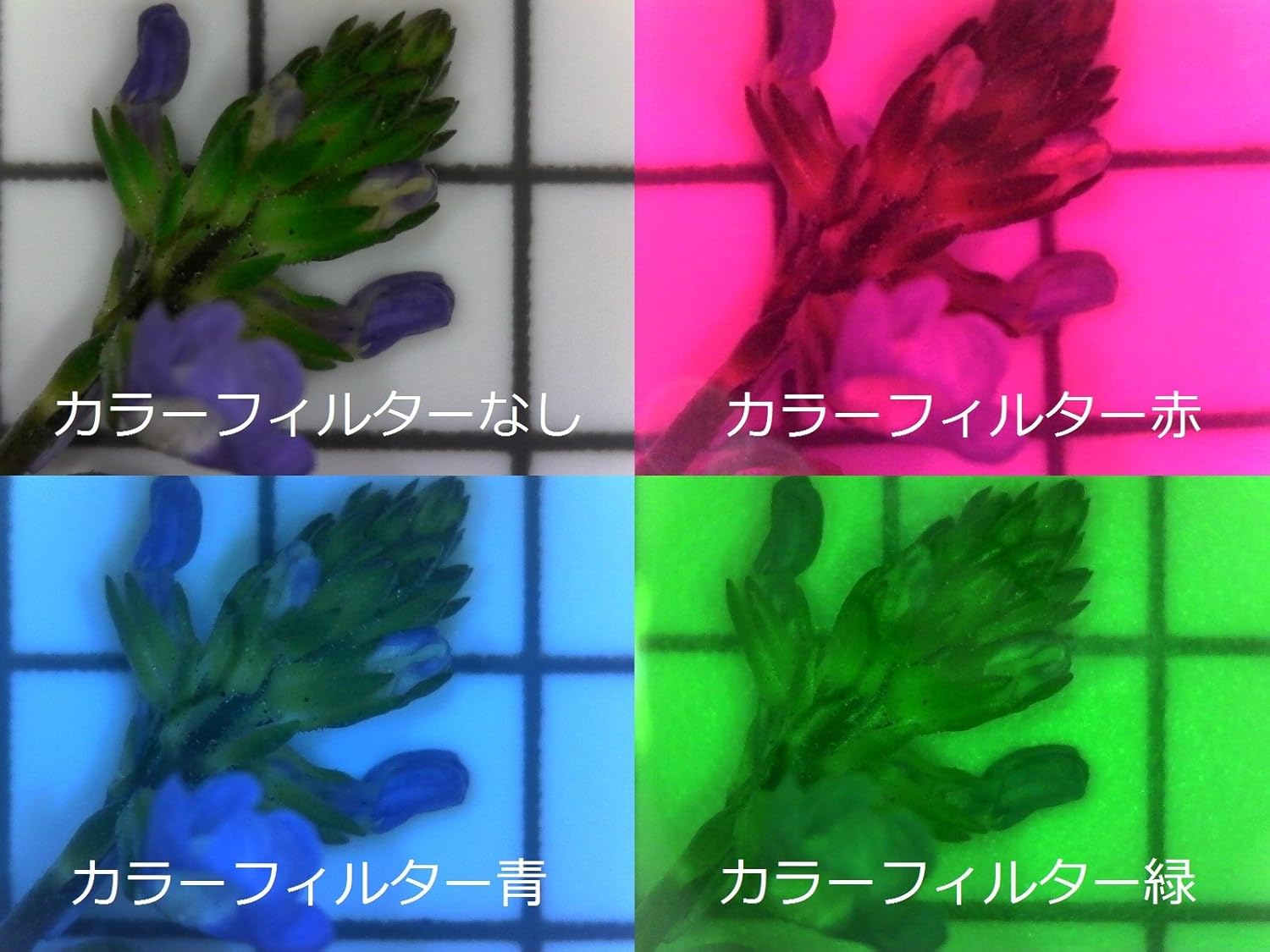 SIGHTRON USB Magnification 60 Times 250 Android-Nano Capture PRO (Nano.Capture PRO) SP301