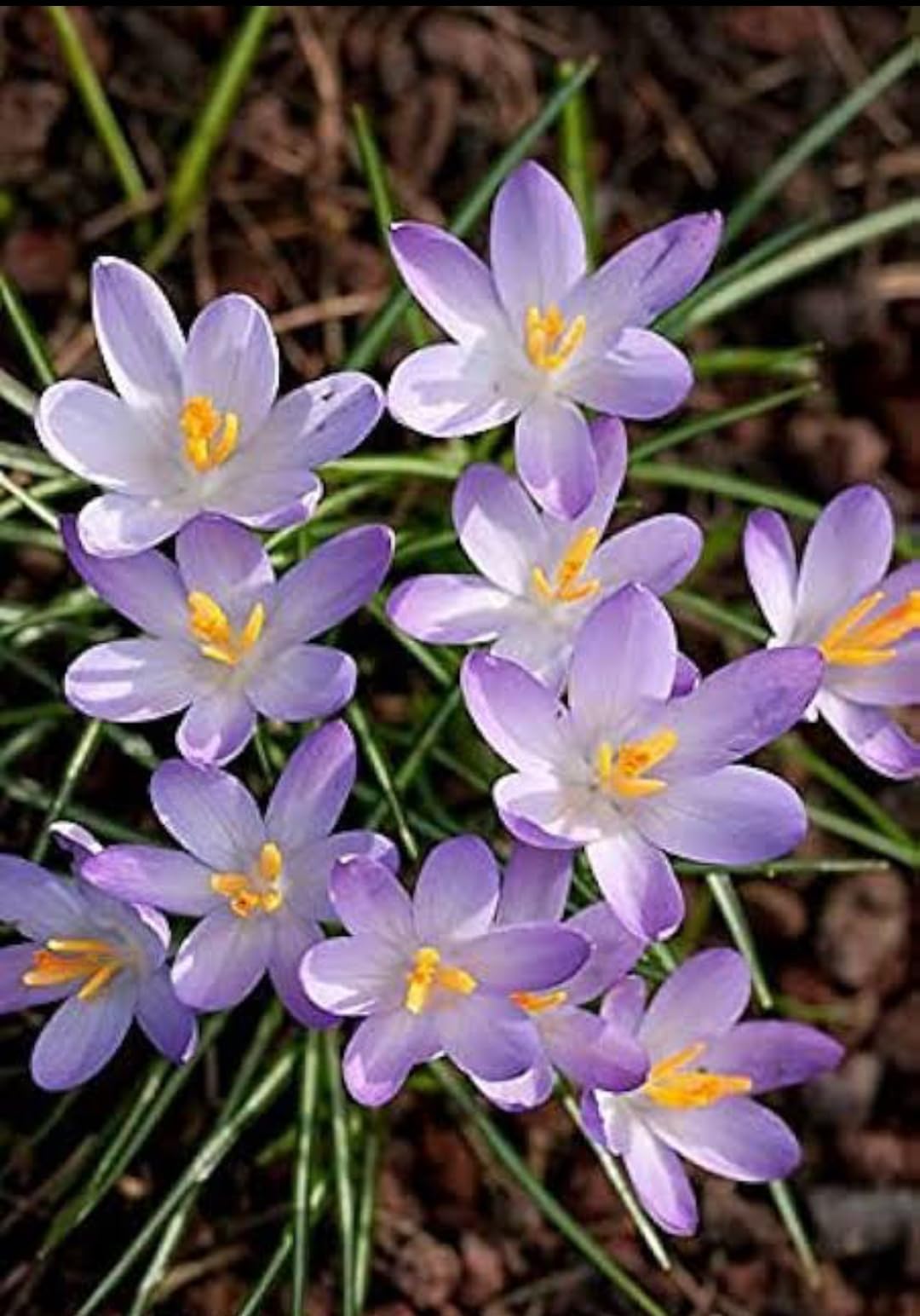 MVKR Live Zephyranthes Candida Rain Lily Flower Plant I Rain Lily Ornamental Air Purifier Plant I With Growbag (B09SX3LDJ2) Amazon Price History, Amazon Price Tracker