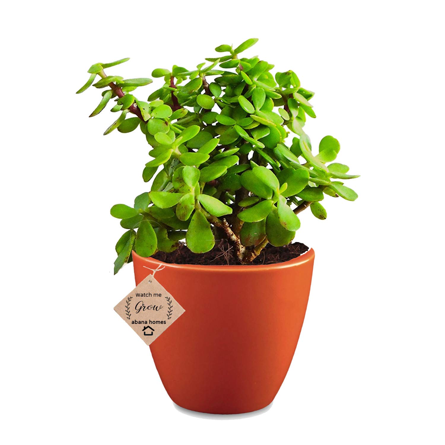 Abana Homes Indoor Plants For Living Room - Good Luck Jade in Ceramic Pot - Red (B07G9FMHL9) Amazon Price History, Amazon Price Tracker