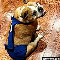 Vista 5 de Royal Blue - Pañal impermeable prémium para perro, a prueba de escapes, XL, con orificio para la cola, fabricado en Estados Unidos