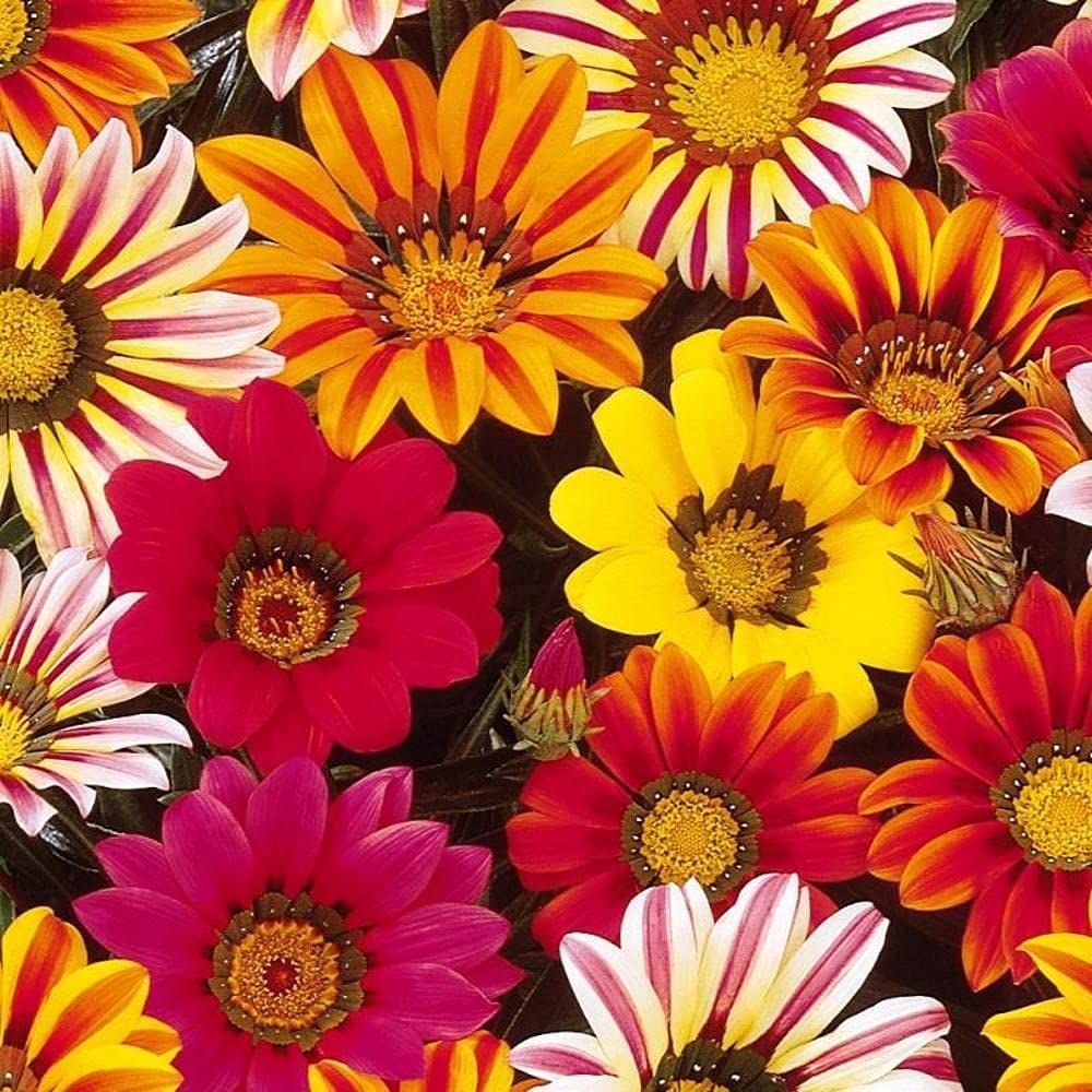 AYWAL Gazania Sunshine Mix Heirloom Flower Seeds (30 Seeds in Packet) G27-image-24