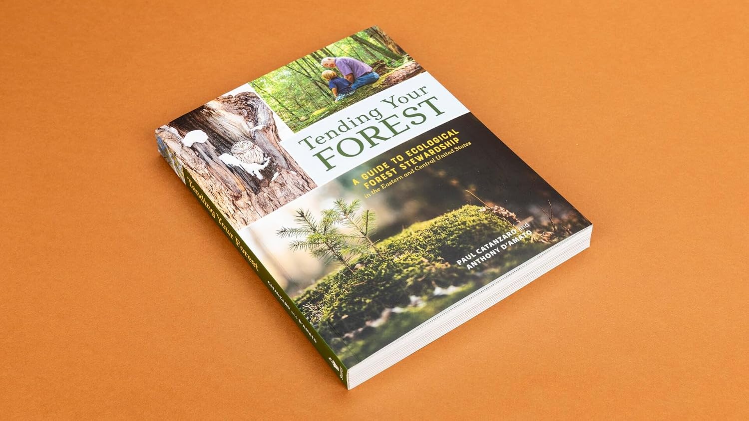 Tending Your Forest: A Guide to Ecological Forest Stewardship in the Eastern and Central United States