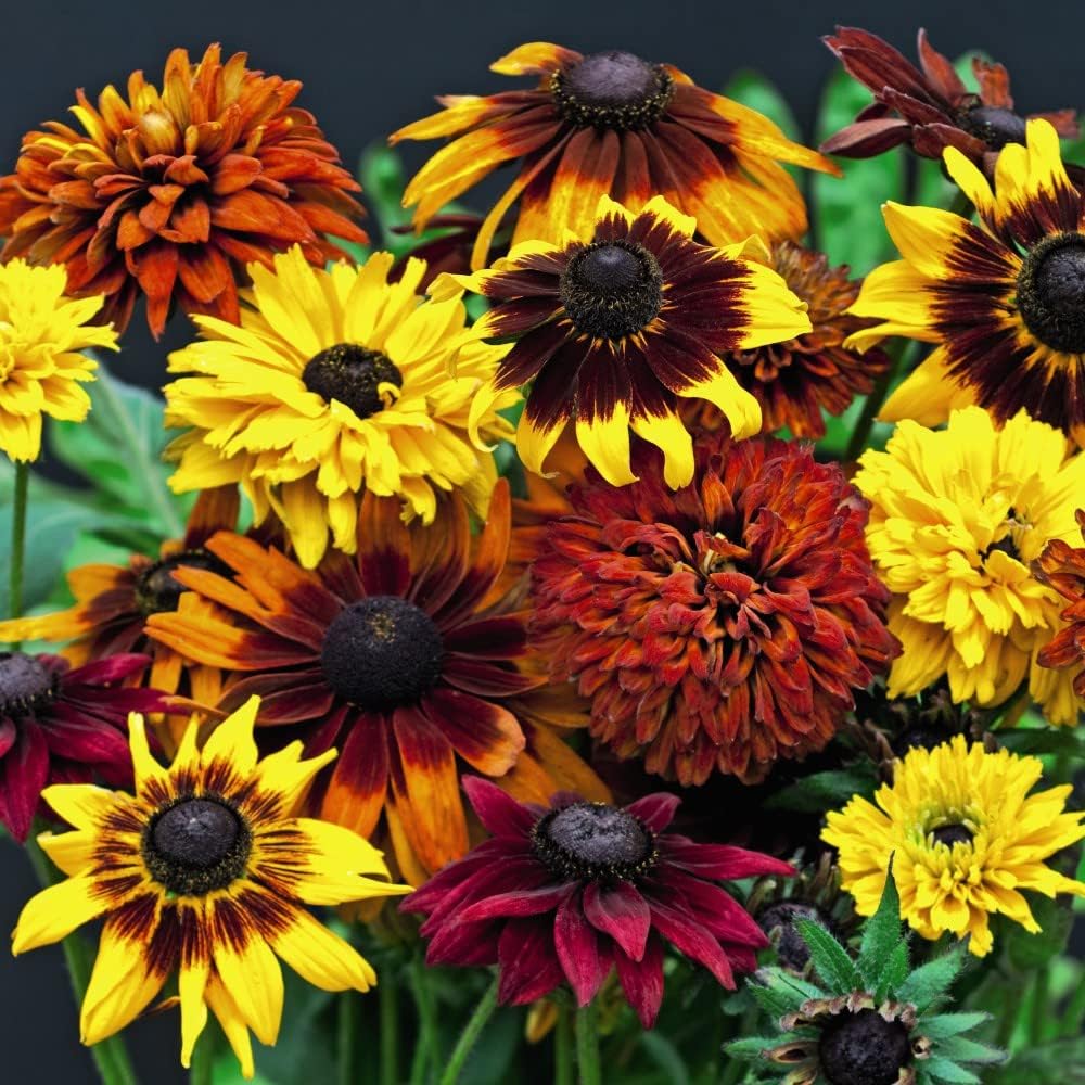 Rudbeckia Coneflower Black-Eyed Susan Plug Plants 'All Sorts Mixed' Double Single Quilled Blooms Half-Hardy Annual Easy to Grow Your Own Garden Flowers 30 x Plugs By Thompson and Morgan
