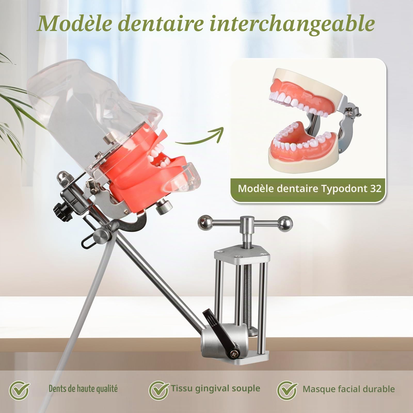 Ultrassist Mannequin dentaire avec 32 dents Typodont, support Typodont, tête fantôme dentaire
