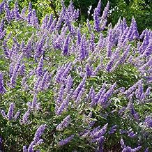 Chaste Tree Vitex Agnus-chastus - Packet of 10 Seeds