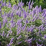 Palm Beach Medicinal Herbs - Chaste Tree (Vitex Agnus-chastus) - Packet of 10 Seeds