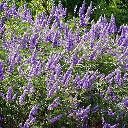 Chaste Tree Seeds (Vitex Agnus-chastus) Packet of 10 Seeds