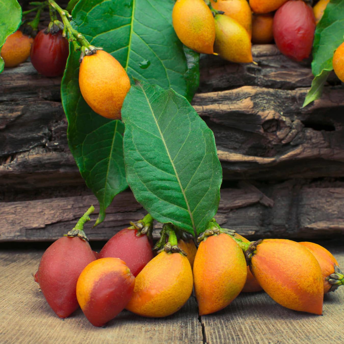 M-Tech Gardens Peanut Butter Fruit Plant (Bunchosia glandulifera, Hybrid) Exotic 1 Live Fruit Plant (B09ML1L8CB) Amazon Price History, Amazon Price Tracker