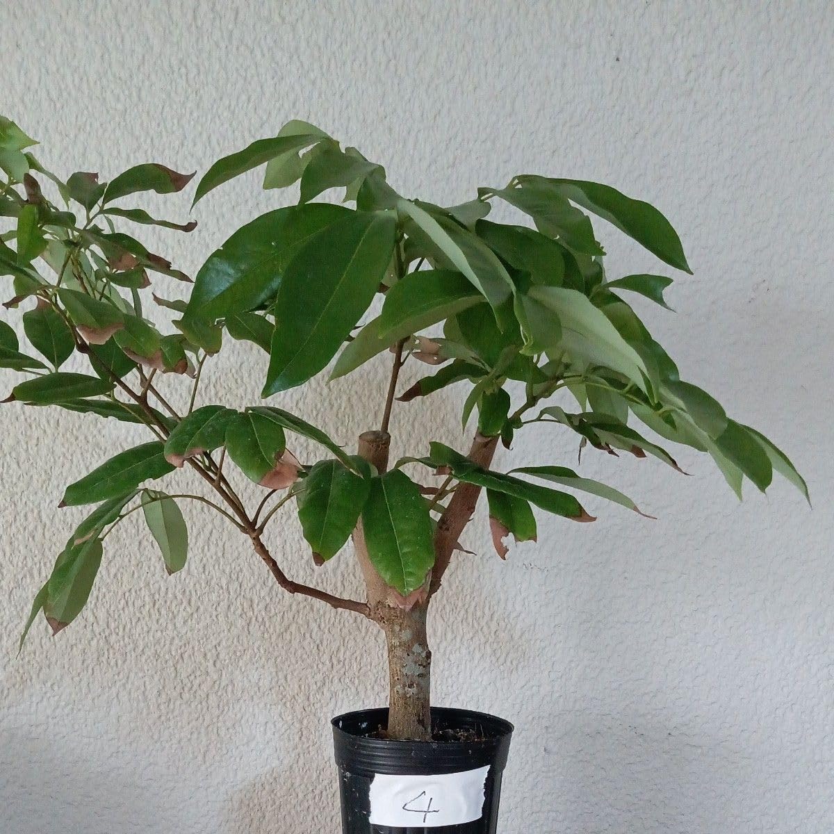 ライチ　玉荷包　取り木苗木　1株 Amazon.co.jp: ライチ 玉荷包 取り木苗 : DIY・工具・ガーデン