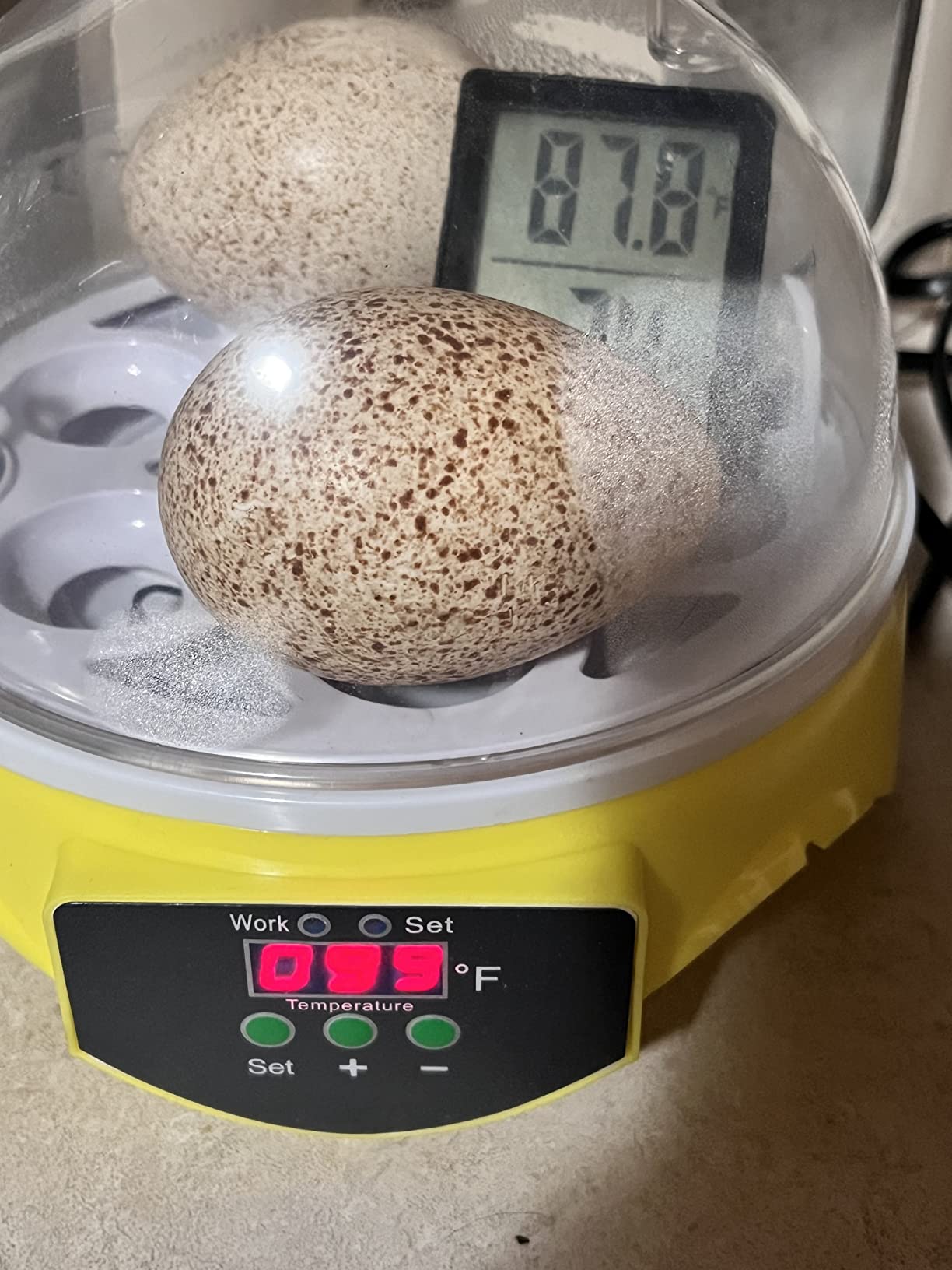 7/mo Finance Sailnovo Egg Incubator for Hatching Chicken Eggs Mini 7