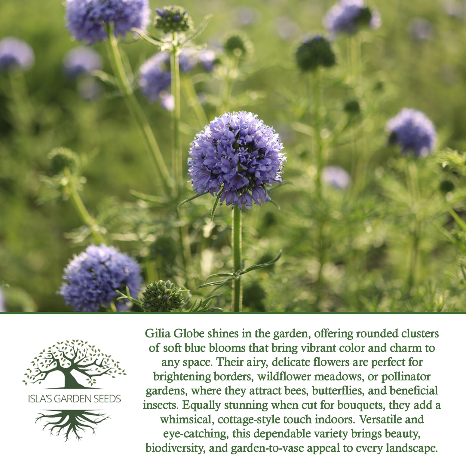 for Seeds Flower Gilia Globe : Amazon.com sabbatical⭐︎GILIA Planting, Seeds 1000+ テント・タープ