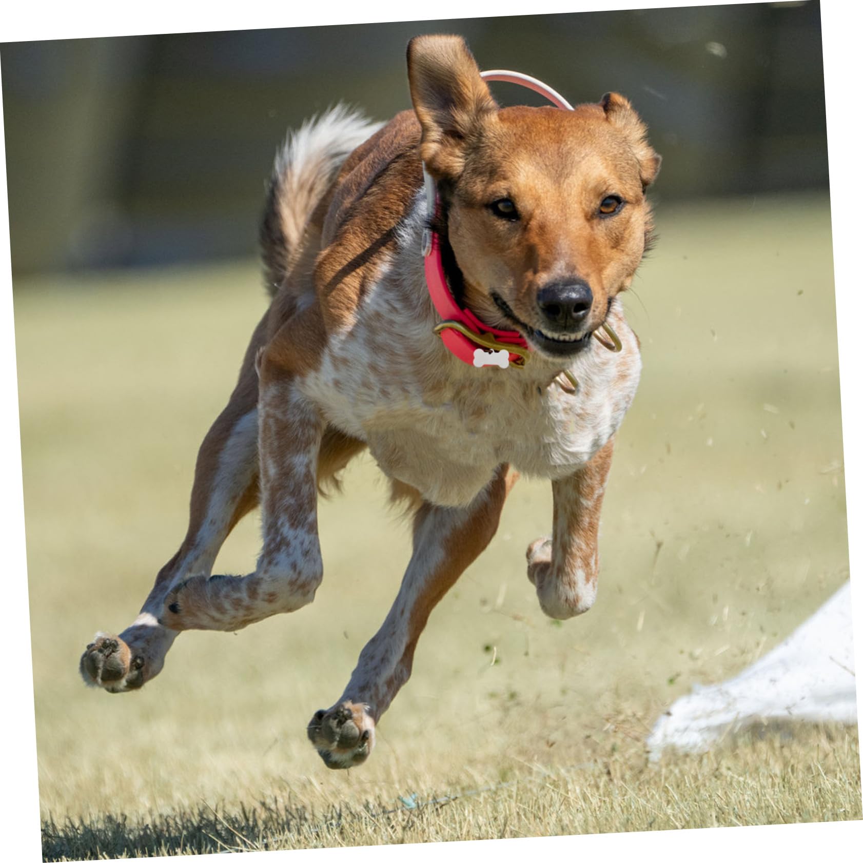 LALAFINA 25pezzi Targhette Identificative Per Animali in Inossidabile Incisibili Per e Resistenti Marcatori Per Animali Domestici