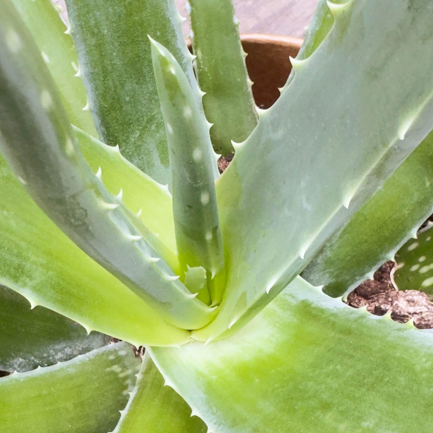 Bloomify Aloe Vera Plant "Alfonso" | 50-75 cm High Real Aloe Vera for Pots,