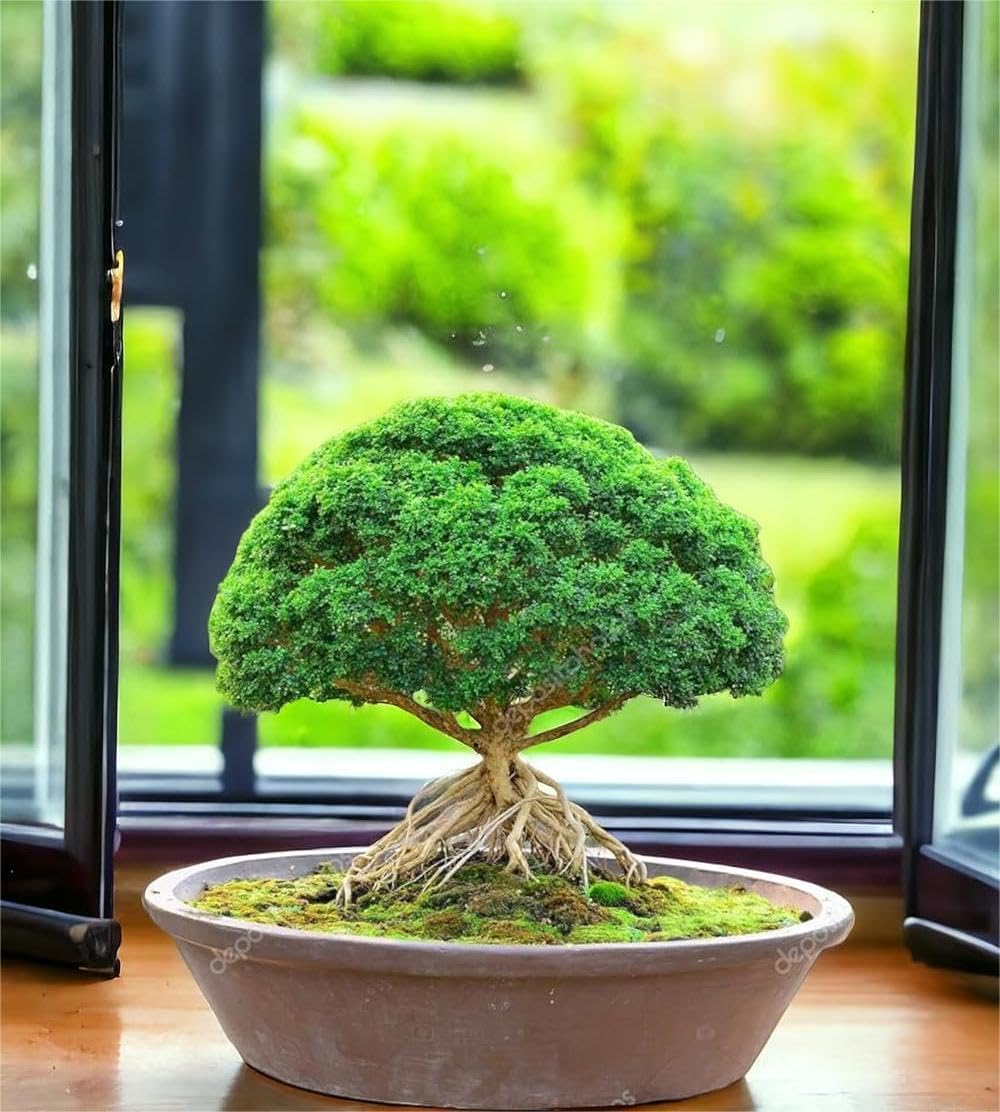 NEW DEBNATH NURSERY, Chinese banyan tree bonsai live plant, Kamini bonsai Oxygen Live Plant For Indoor Home Dacoration With Pot (Pack of 1) NDN-Y18