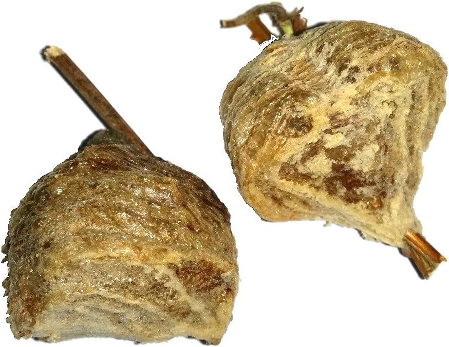 Chinese Praying Mantis Egg Case- Two Pack (2021 egg cases)