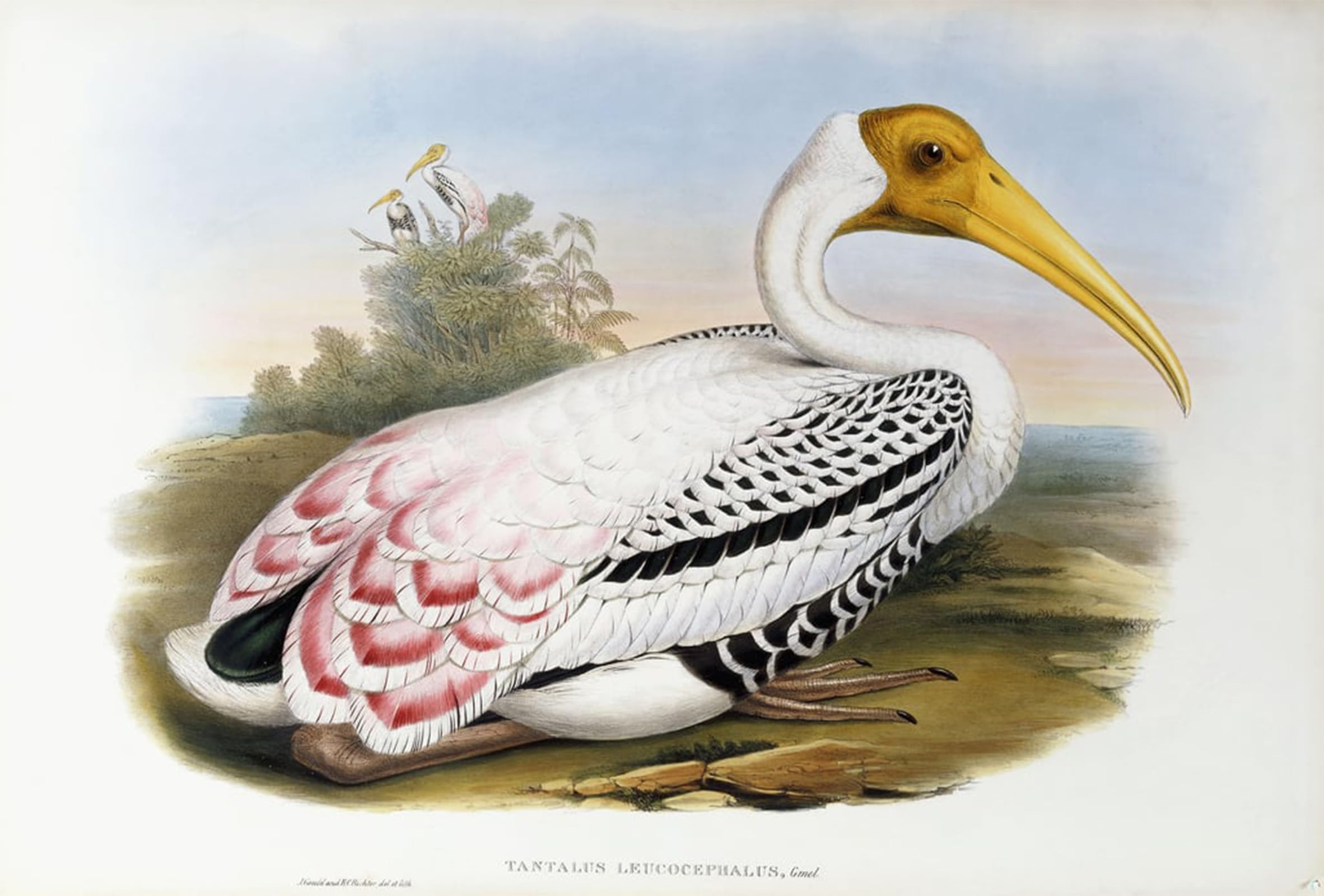 POSTERIIk Famous Modern Artwork Art Mural Animal Bird White headed Ibis Tantalus Leucocephalus by John Gould Oil Paintings Pictures for Home Decor 60x90cm