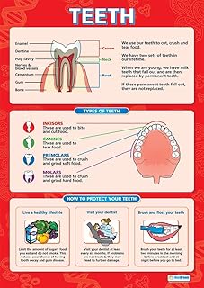Healthy Teeth | Science Posters | Gloss Paper measuring 850mm x 594mm (A1) | Science Charts for the Classroom | Education Charts by Daydream Education