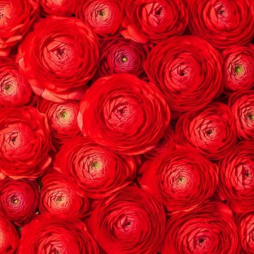 Bulbos de ranúnculo para plantar, 20 flores de ranúnculo, hermosas en bodas y eventos, planta en jardines, contenedores y parterres, flores perennes