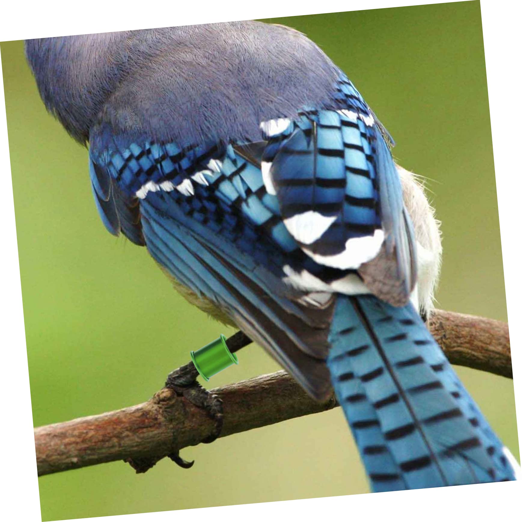 Luter 200 Pezzi Anelli Di Pollo, 8mm Clip Anelli Per Uccelli Fasce Per Zampe In Plastica Per Uccelli, Facile Da Identificare Per Pulcini Piccione - Foto 5