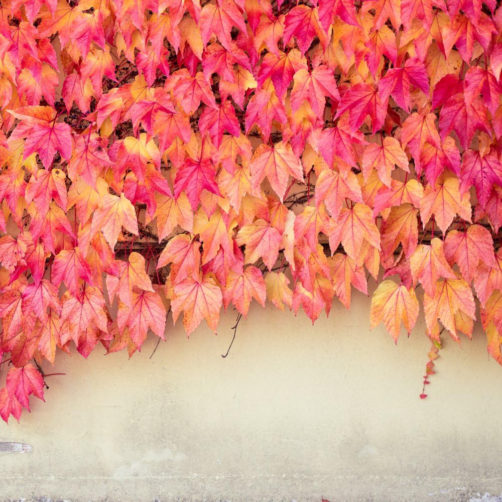 Boston Ivy 'Veitchii' - Fast-Growing, Self-Clinging Climbing Plant for Walls, Red and Purple Autumn Foliage - 1x 3 Litre Potted Plant by Thompson & Morgan