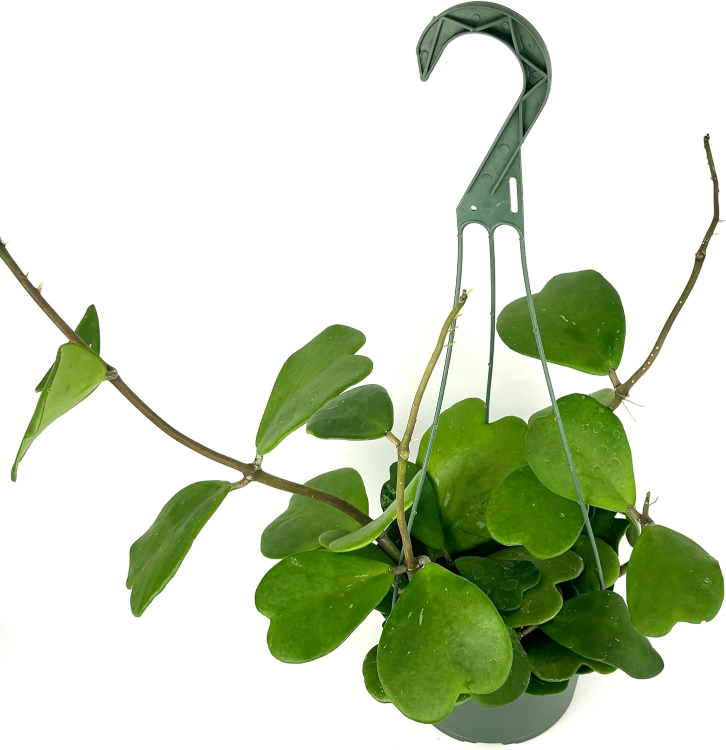 Hoya Kerrii Vines in Hanging Basket Green Heart Shaped Leaves, 6" Hanging Basket