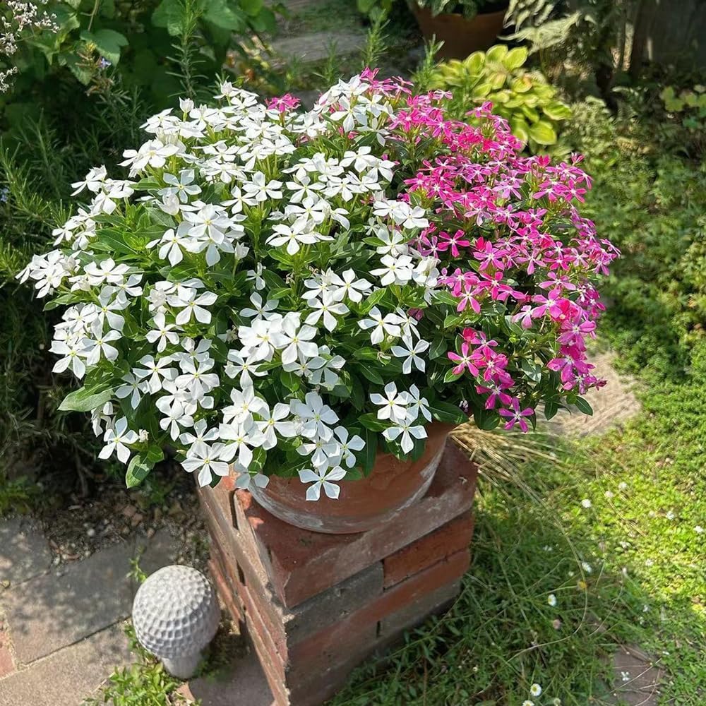 150 pcs kübelpflanzen winterhart immergrün samen, pflanzensamen