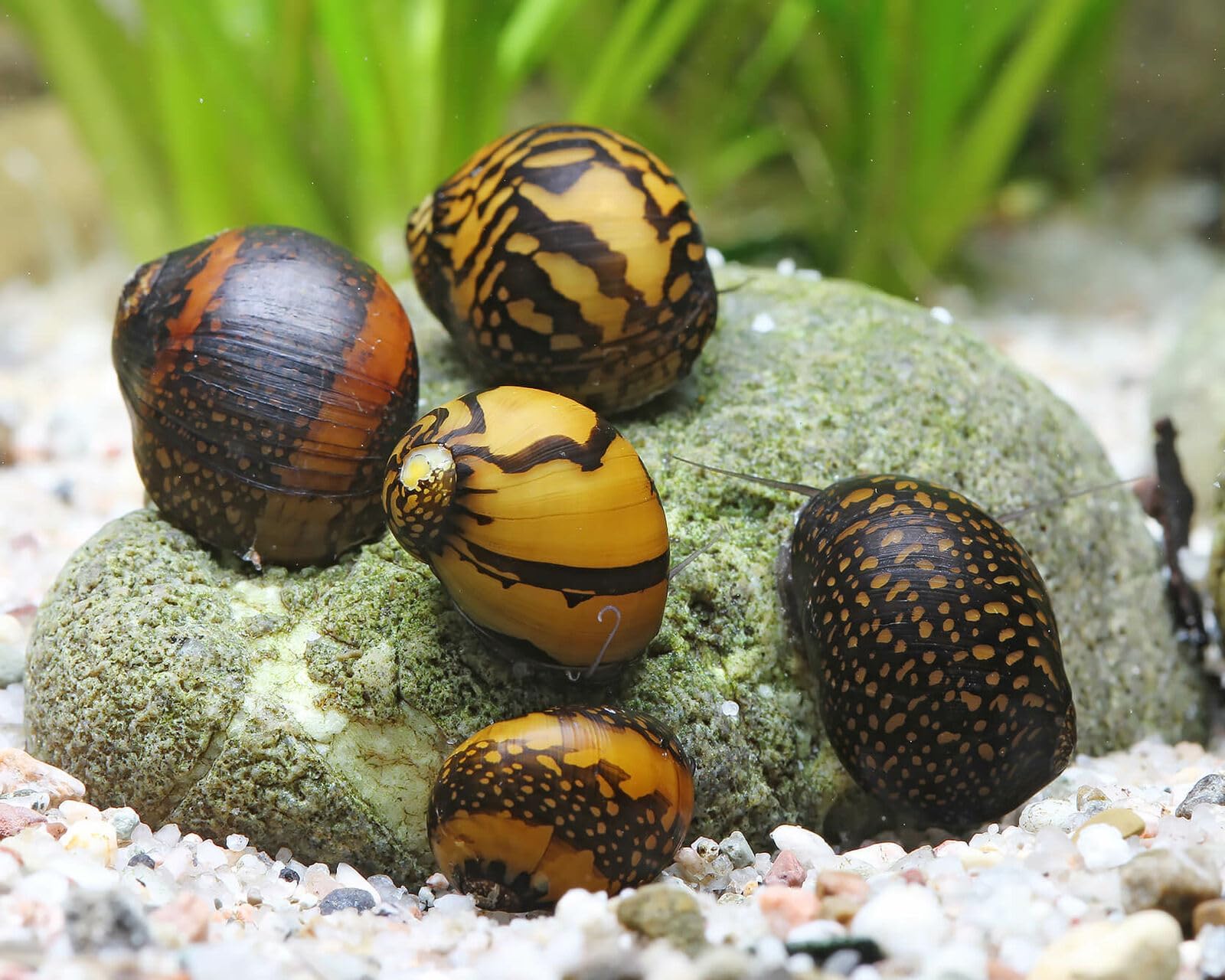 CU AQUATICS Batik Snail Algae Eater Neritina Variegata Aquarium Tank Live Snail Fish (6)