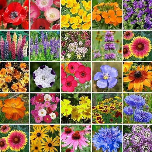 Eden Brothers Southeast Wildflower Mixed Seeds for Planting, 1/4 lb, 120,000+ Seeds with Cornflower, Blanket Flower | Attracts Pollinators, Plant in Spring or Fall, Zones 3, 4, 5, 6, 7, 8, 9, 10