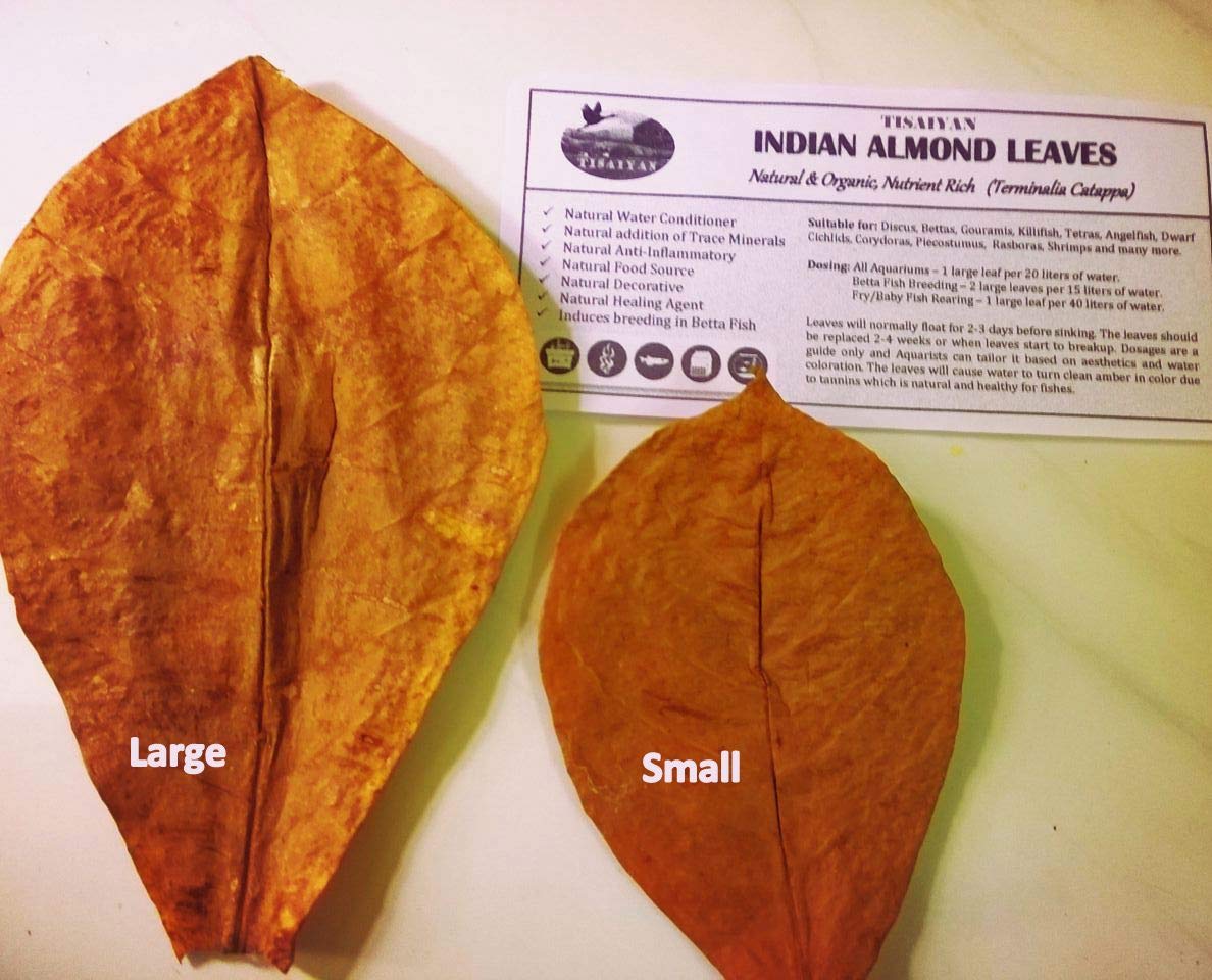 See full amazon price history chart for FarmCrane 50 Lage Almond Catappa Leaves from India, 100% Naturally Aged & Sun Dry for Aquarium and Medicinal use FarmCrane 50 Lage Almond Catappa Leaves from India, 100% Naturally Aged & Sun Dry for Aquarium and Medicinal use (B07MYKWJCF) Amazon Price History, Amazon Price Tracker