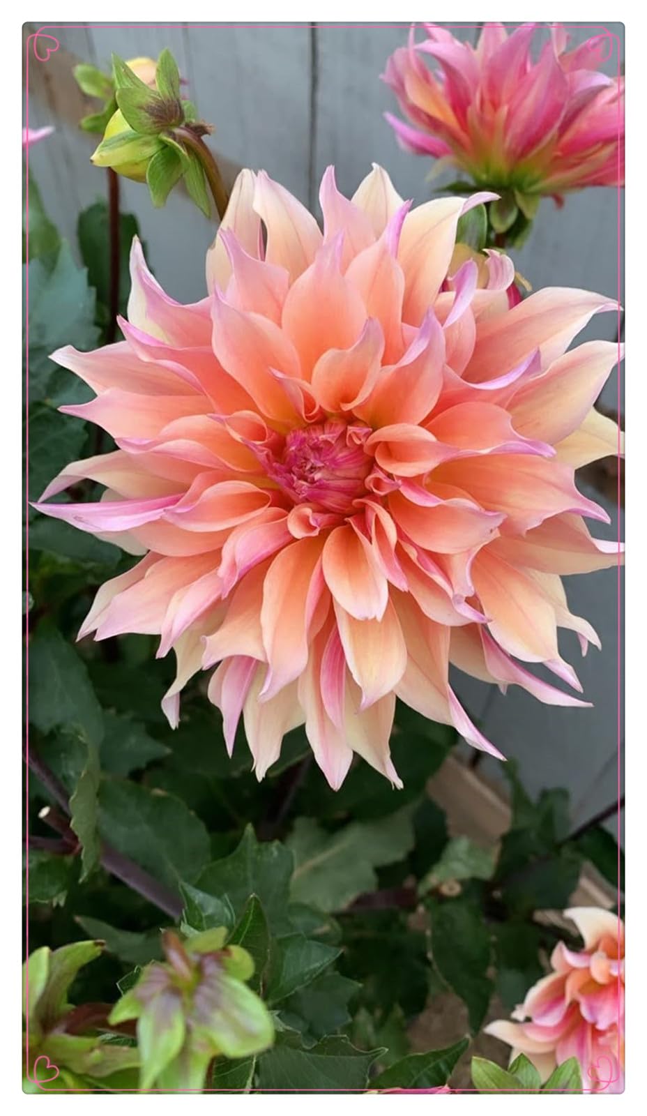 Dahlien-Rhizom-Besonderes Design-Feine Mitbringsel-Klassischer Stil-Knappe Auflage-8 dahlien -D