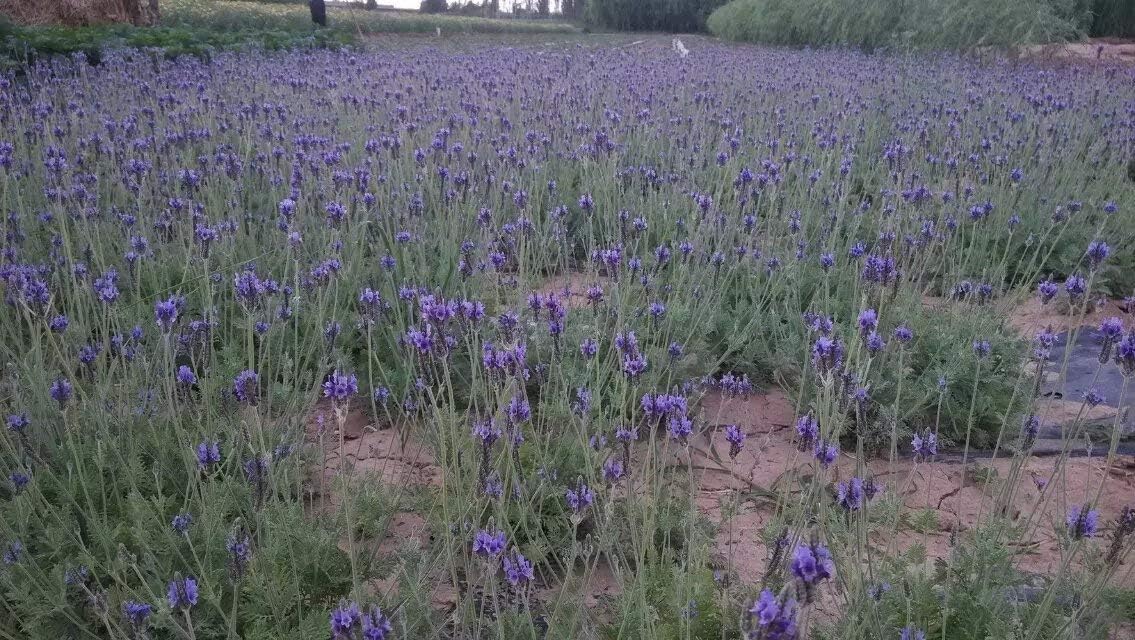 Lavandula Pinnata (Fernleaf Lavender) Purple 1100 Seeds