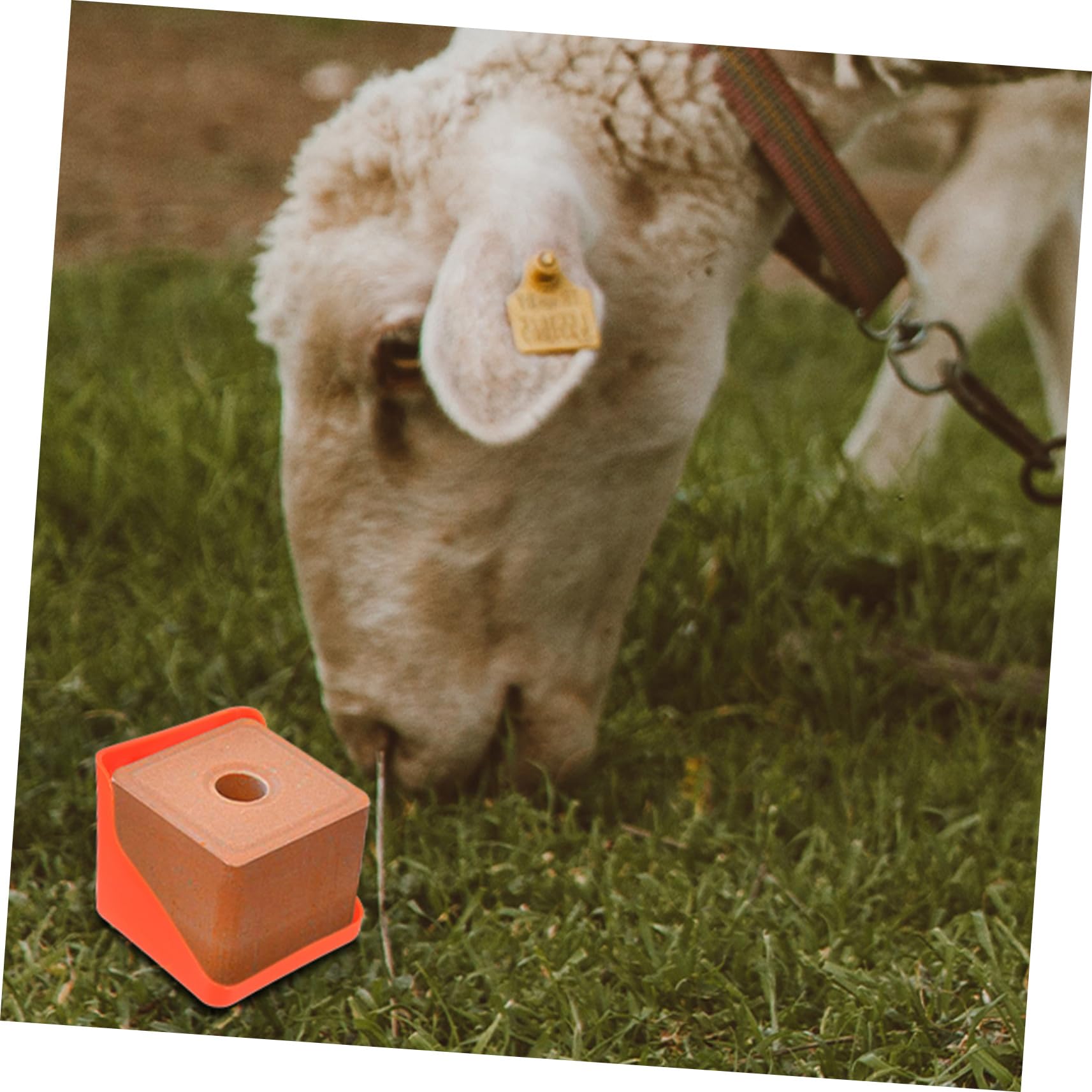 Pierre De Sel Mipcase 2 Piu00e8ces Plateau Abreuvoirs Pour Moutons De La Ferme Chargeur équipement Pour élevage De Chèvres Et Moutons Pierre De Sel Mipcase 2 Piu00e8ces Plateau Abreuvoirs Pour Moutons De La Ferme Chargeur équipement Pour élevage De Chèvres Et Moutons